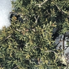 Podocarpus lawrencei at Bimberi, NSW - 24 Jul 2022