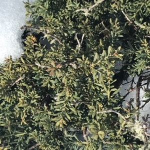 Podocarpus lawrencei at Bimberi, NSW - 24 Jul 2022
