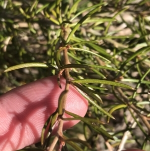 Grevillea australis at Cotter River, ACT - 24 Jul 2022 11:46 AM