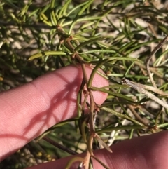 Grevillea australis at Cotter River, ACT - 24 Jul 2022 11:46 AM