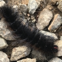 Anthelidae (family) (Unidentified Anthelid moth or Australian woolly bear) at Cotter River, ACT - 24 Jul 2022 by Tapirlord