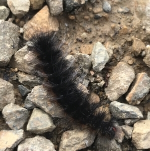 Anthelidae (family) at Cotter River, ACT - 24 Jul 2022