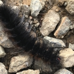 Anthelidae (family) at Cotter River, ACT - 24 Jul 2022