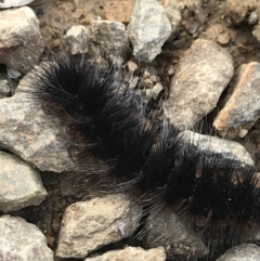 Anthelidae (family) at Cotter River, ACT - 24 Jul 2022