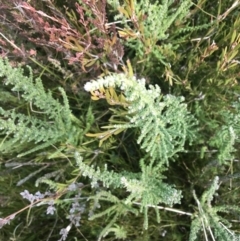 Olearia algida (Alpine Daisy Bush) at Cotter River, ACT - 24 Jul 2022 by Tapirlord