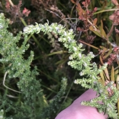 Olearia algida at Cotter River, ACT - 24 Jul 2022