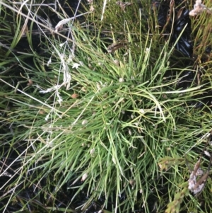 Isolepis crassiuscula at Cotter River, ACT - suppressed