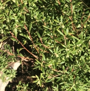 Leucopogon gelidus at Cotter River, ACT - 24 Jul 2022 09:22 AM