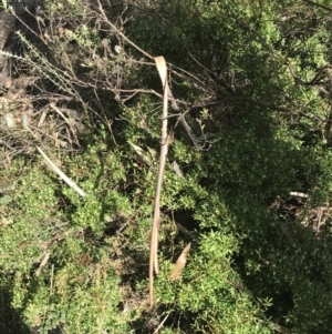 Leucopogon gelidus at Cotter River, ACT - 24 Jul 2022 09:22 AM