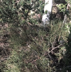 Hakea lissosperma (Needle Bush) at Cotter River, ACT - 24 Jul 2022 by Tapirlord