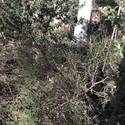 Hakea lissosperma (Needle Bush) at Cotter River, ACT - 23 Jul 2022 by Tapirlord