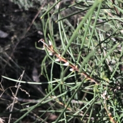 Hakea lissosperma at Cotter River, ACT - 24 Jul 2022