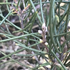 Hakea lissosperma at Cotter River, ACT - 24 Jul 2022