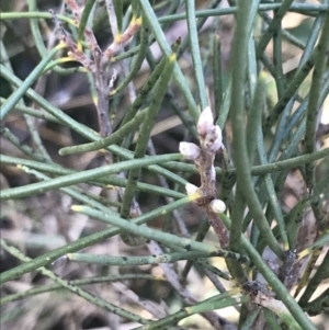 Hakea lissosperma at Cotter River, ACT - 24 Jul 2022 09:16 AM