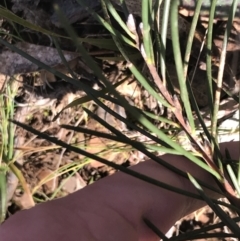 Hakea lissosperma at Cotter River, ACT - 24 Jul 2022 09:16 AM