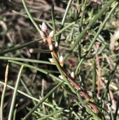 Hakea lissosperma at Cotter River, ACT - 24 Jul 2022 09:16 AM