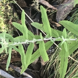 Olearia lirata at Cotter River, ACT - 24 Jul 2022