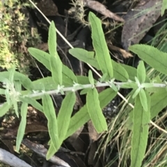 Olearia lirata at Cotter River, ACT - 24 Jul 2022