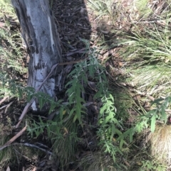 Olearia lirata at Cotter River, ACT - 24 Jul 2022