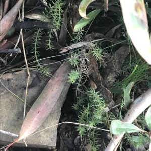 Asperula scoparia at Cotter River, ACT - 24 Jul 2022
