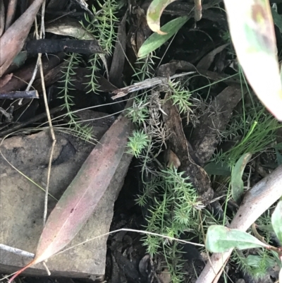 Asperula scoparia (Prickly Woodruff) at Cotter River, ACT - 24 Jul 2022 by Tapirlord