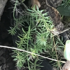 Asperula scoparia at Cotter River, ACT - 24 Jul 2022 08:52 AM