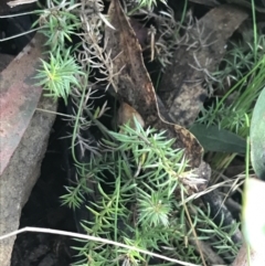 Asperula scoparia at Cotter River, ACT - 24 Jul 2022 08:52 AM