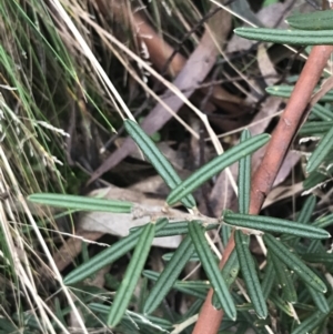 Hovea asperifolia subsp. asperifolia at Cotter River, ACT - 24 Jul 2022