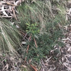 Hovea asperifolia subsp. asperifolia at Cotter River, ACT - 24 Jul 2022 08:20 AM