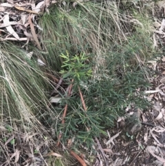 Hovea asperifolia subsp. asperifolia at Cotter River, ACT - 24 Jul 2022