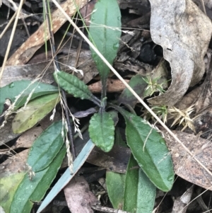 Senecio prenanthoides at Cotter River, ACT - 24 Jul 2022