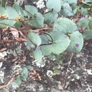 Veronica perfoliata at Cotter River, ACT - 24 Jul 2022 08:12 AM