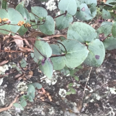 Veronica perfoliata (Digger's Speedwell) at Cotter River, ACT - 24 Jul 2022 by Tapirlord