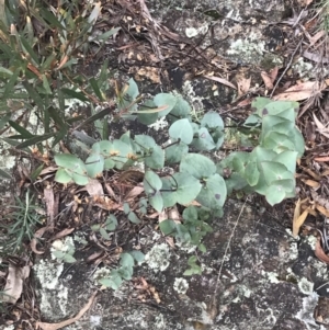 Veronica perfoliata at Cotter River, ACT - 24 Jul 2022 08:12 AM