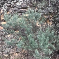 Cassinia longifolia (Shiny Cassinia, Cauliflower Bush) at Cotter River, ACT - 23 Jul 2022 by Tapirlord