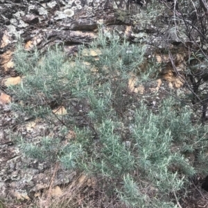 Cassinia longifolia at Cotter River, ACT - 24 Jul 2022
