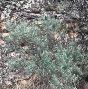 Cassinia longifolia at Cotter River, ACT - 24 Jul 2022 08:12 AM