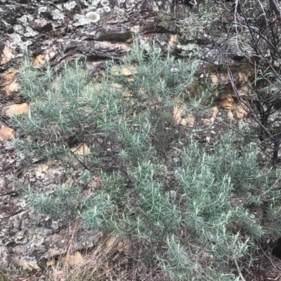 Cassinia longifolia (Shiny Cassinia, Cauliflower Bush) at Cotter River, ACT - 24 Jul 2022 by Tapirlord