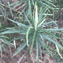 Cassinia longifolia at Cotter River, ACT - 24 Jul 2022