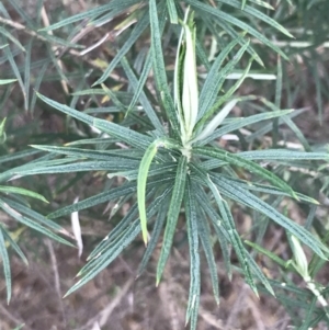 Cassinia longifolia at Cotter River, ACT - 24 Jul 2022 08:12 AM