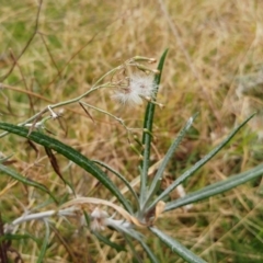 Senecio quadridentatus (Cotton Fireweed) at The Pinnacle - 23 Jul 2022 by sangio7