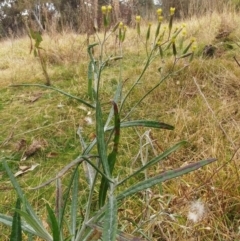 Senecio quadridentatus at Molonglo Valley, ACT - 23 Jul 2022