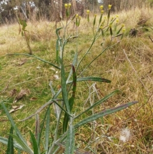 Senecio quadridentatus at Molonglo Valley, ACT - 23 Jul 2022