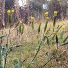 Senecio quadridentatus at Molonglo Valley, ACT - 23 Jul 2022 02:48 PM