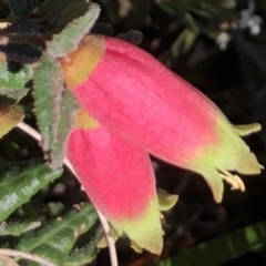 Correa reflexa (Common Correa, Native Fuchsia) at South Pacific Heathland Reserve - 31 Jul 2022 by PaulyB