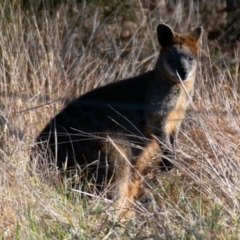 Wallabia bicolor (Swamp Wallaby) at Yass, NSW - 28 Jul 2022 by androo