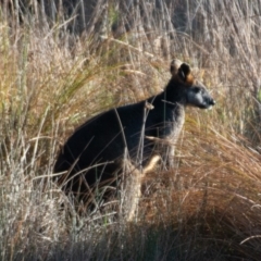 Wallabia bicolor at Yass, NSW - 29 Jul 2022