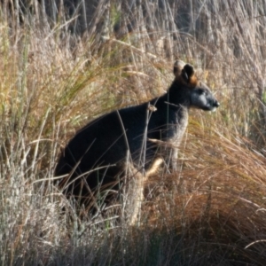 Wallabia bicolor at Yass, NSW - 29 Jul 2022 09:23 AM