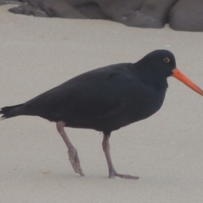 Haematopus fuliginosus (Sooty Oystercatcher) at Merimbula, NSW - 18 Jul 2020 by MichaelBedingfield