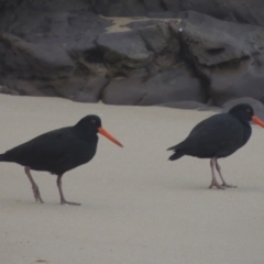 Haematopus fuliginosus at Merimbula, NSW - 18 Jul 2020